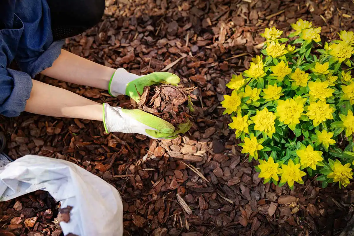 Professional Landscaping Contractor